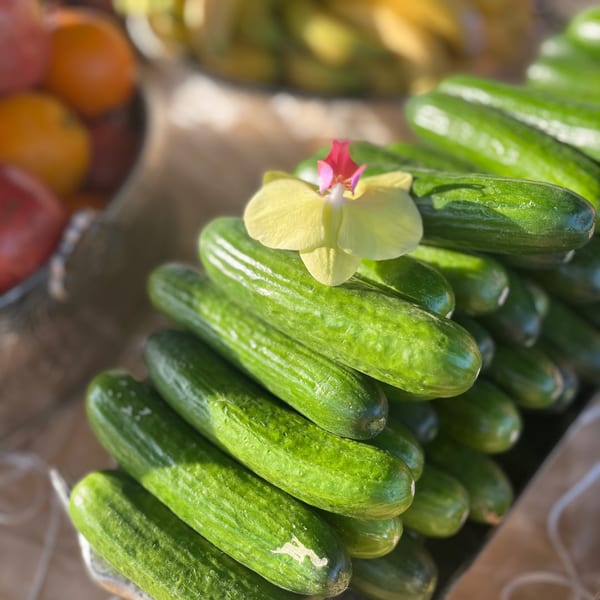 Fresh green cucumbers piled high, adorned with a delicate yellow and pink orchid.
